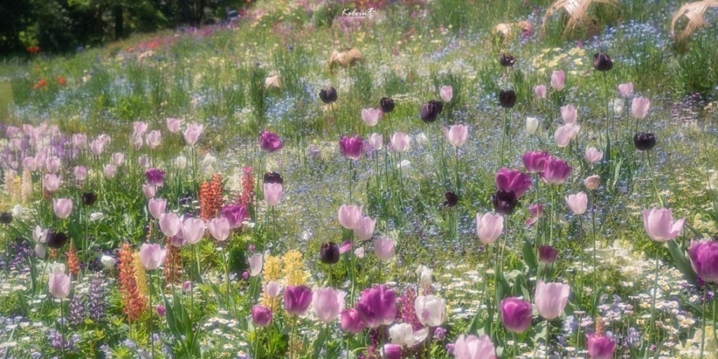 Ускользающая красота.